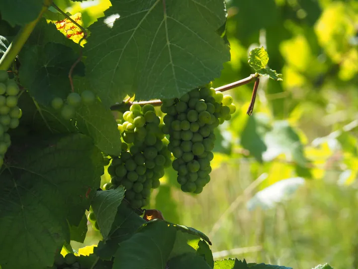 Wine grapes in Ribeauville, Alsace (France)
